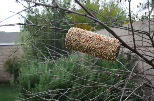 10 ways with toilet rolls: bird feeder