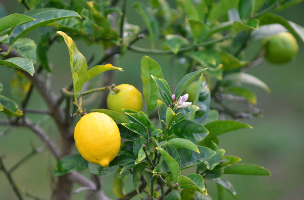 Lemons