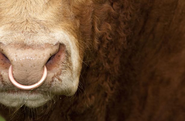 Bull