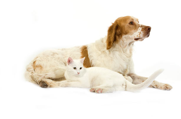 Dog and cat