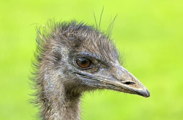 Emu