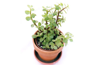 Pot plant