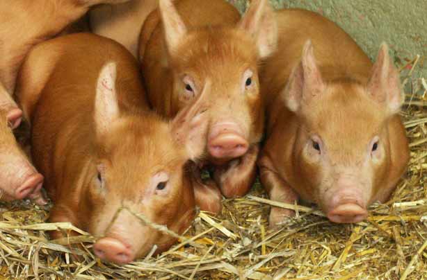 Free days out: Bill Quay Community Farm, Gateshead