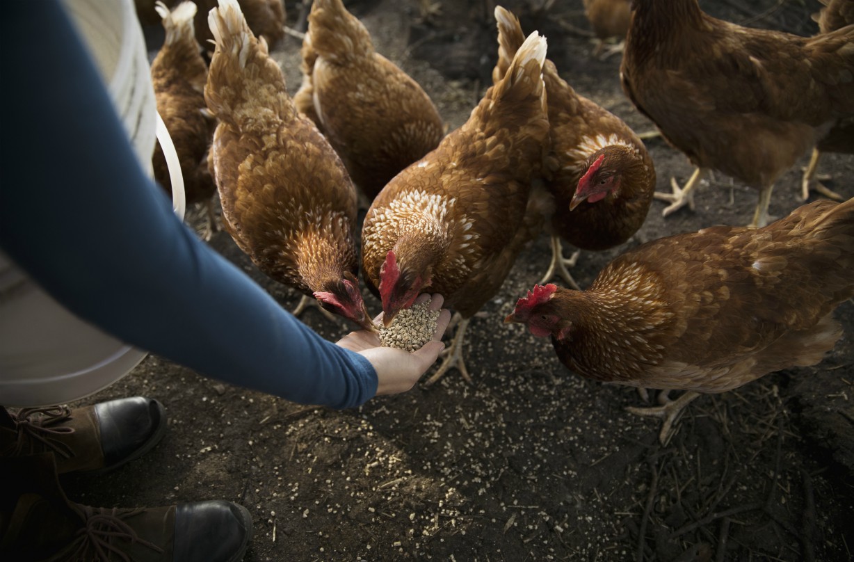 Free farms