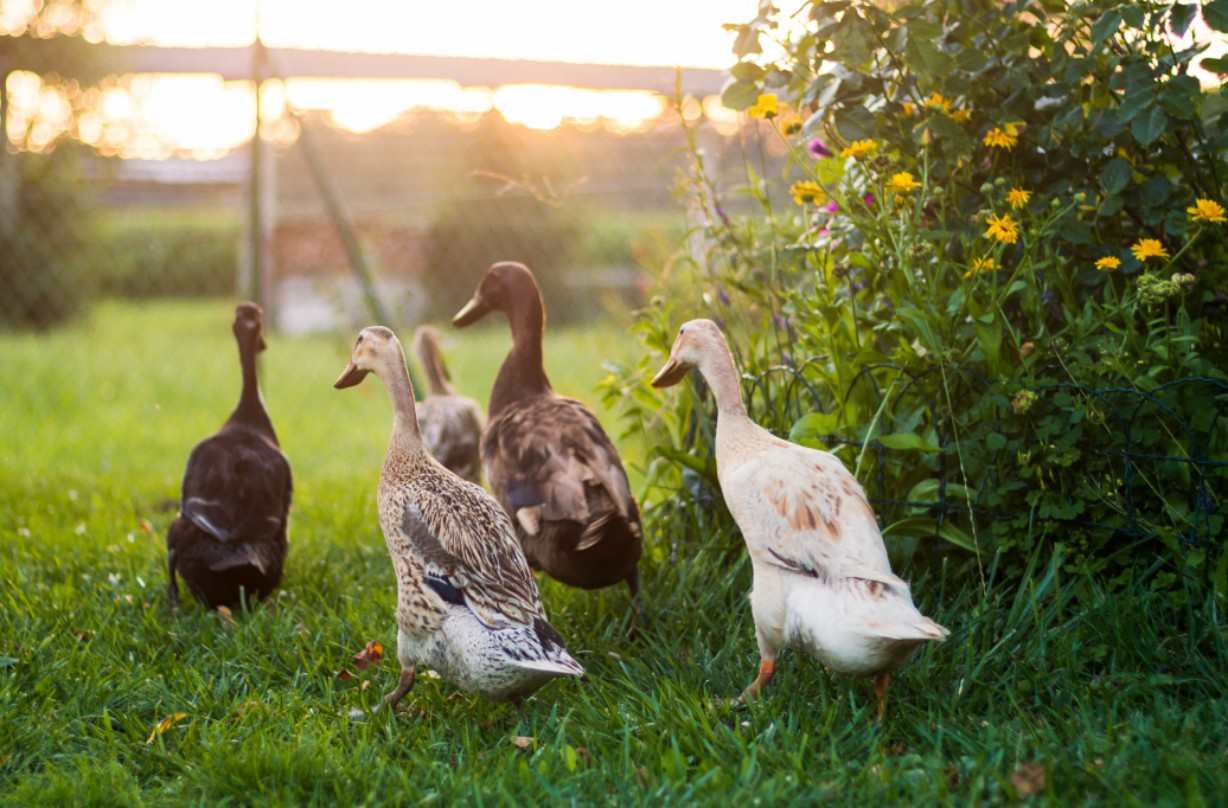 Free farms