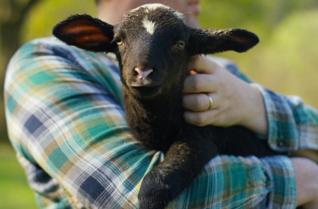 Free farms