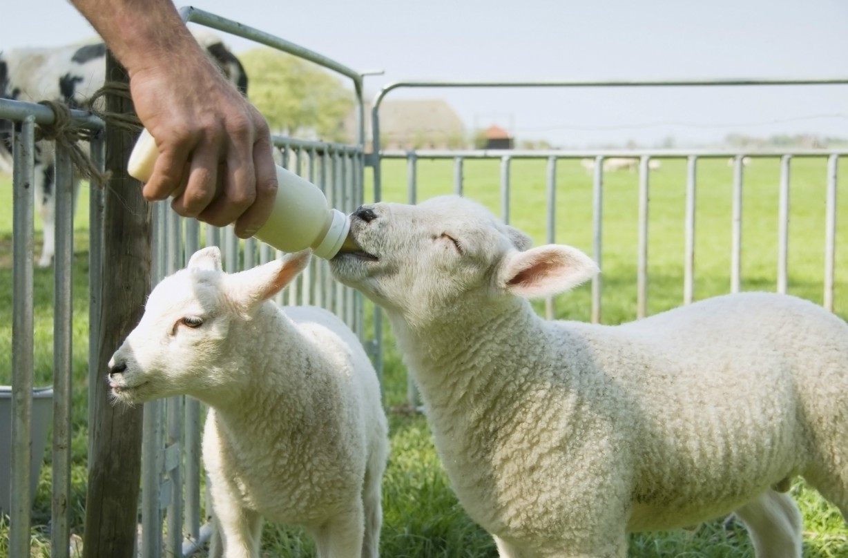 Free farms