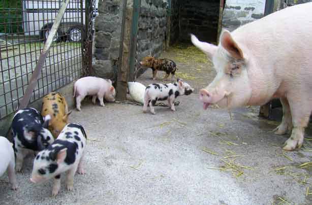 Cheap days out_Gorgie City Farm_Edinburgh