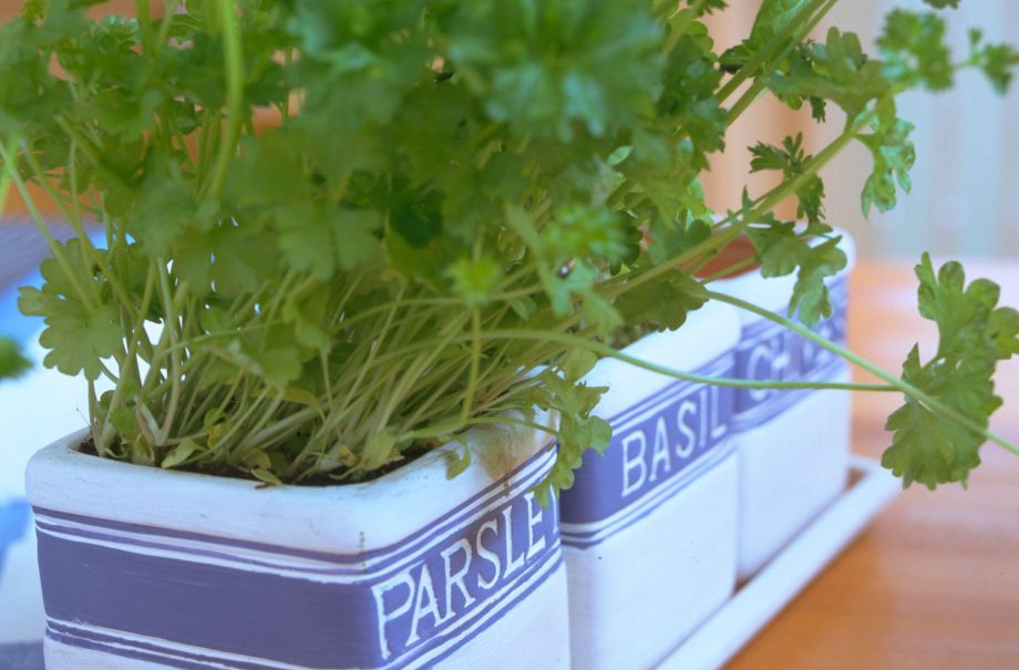 How to freeze herbs