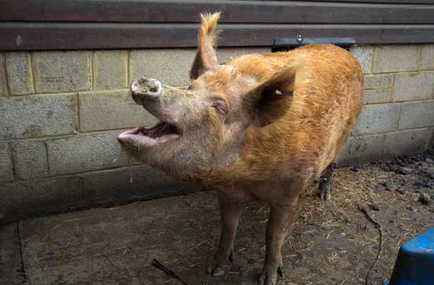Free days out: Mudcute Park and Farm