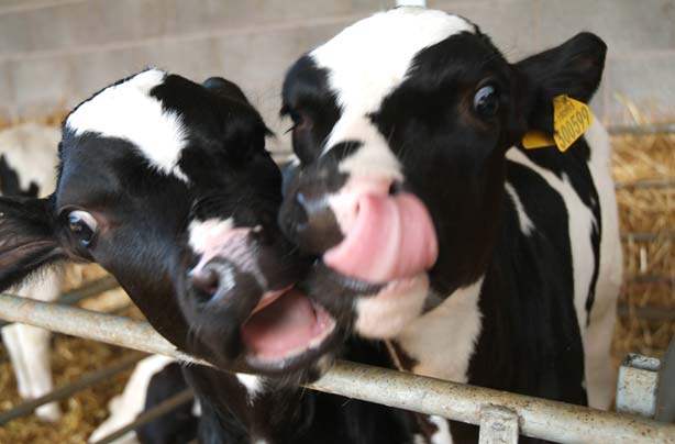 Free days out: Old Holly Farm, Preston