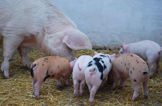 Free days out: St Werburghs City Farm, Bristol