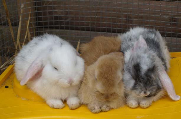 Free days out: Stonebridge City Farm, Nottingham