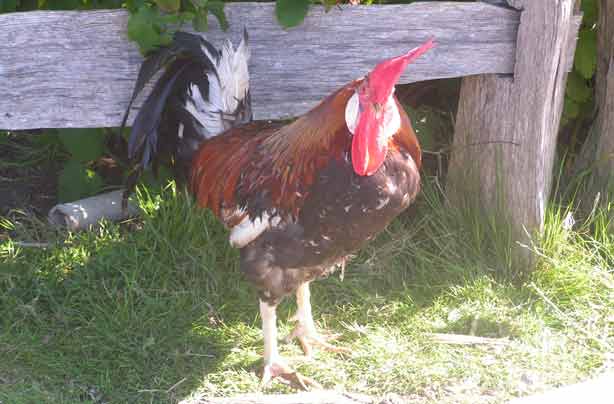 Free days out: Swansea Community Farm, Wales