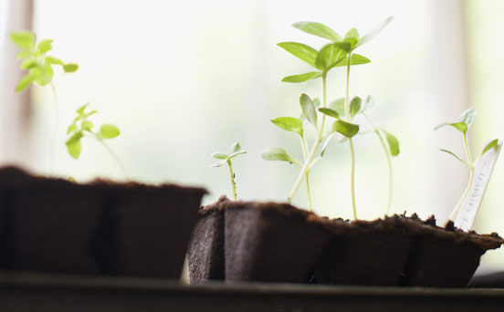 Money-saving gardening tips: Be eco wise