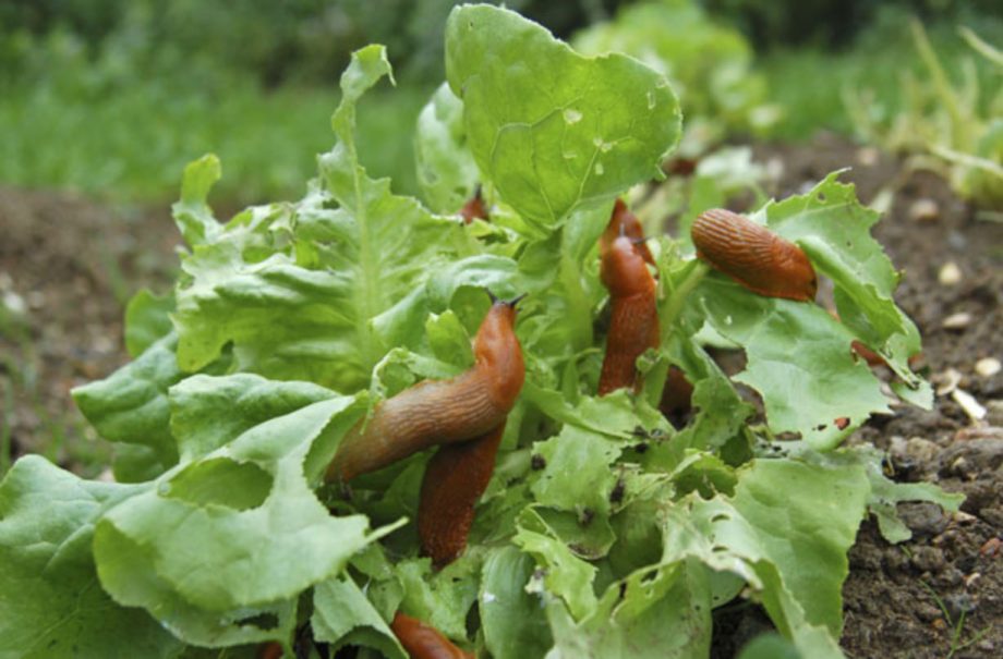 Slug Control