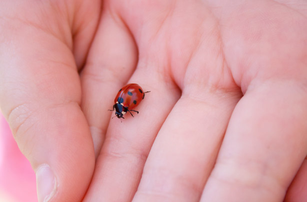 Lady bird farm