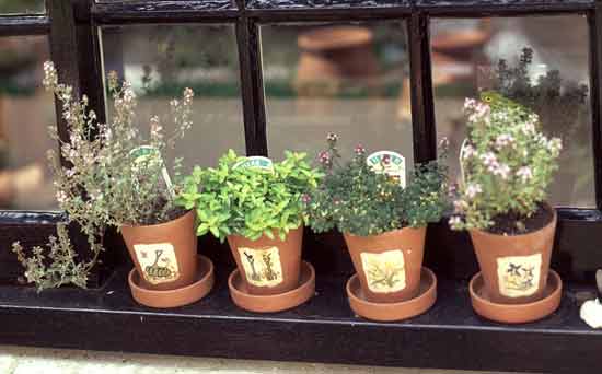 Gardening for kids: Grow your own herbs