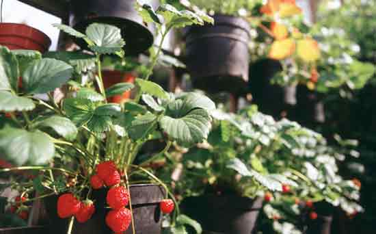 Gardening for kids: Grow your own fruit