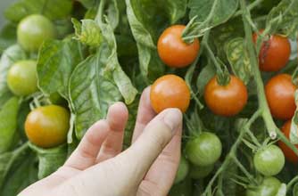 Grow your own tomatoes