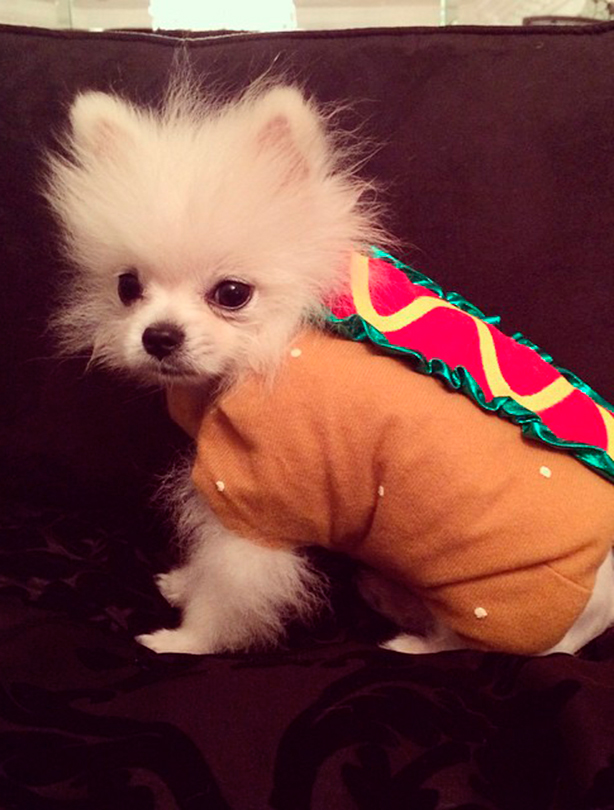 Hotdog dog Paris Hilton