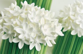 White spring posies