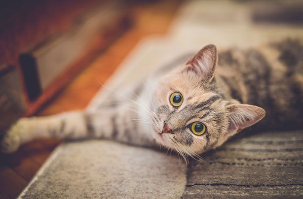 Things You Didn T Know You Could Do With Vinegar