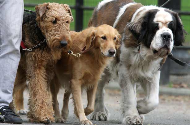 42 jobs to do from home dog walker