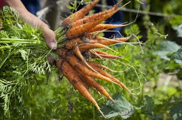 42 jobs to do from home grow sell vegetables