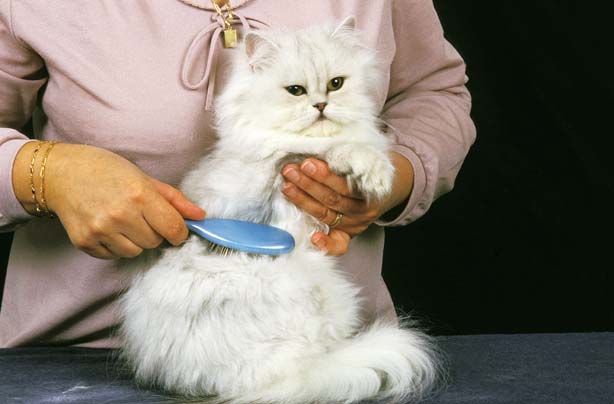 42 jobs to do from home pet grooming