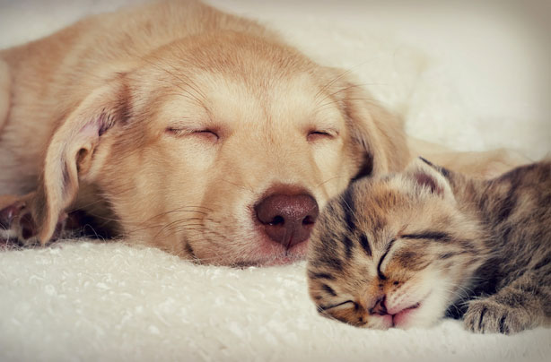 ways to make money dog and cat
