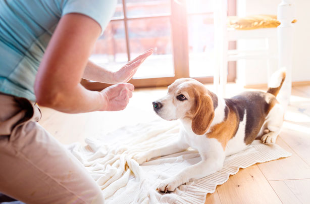ways to make money dog training