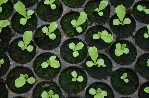 ways to make money seedlings