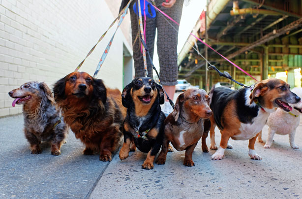 ways to make money dog walking