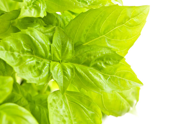 Basil