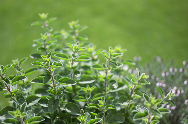 Natural remedies for anxiety lemon balm