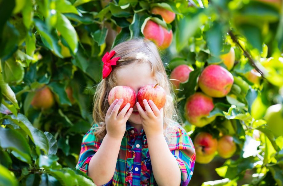 Apple picking