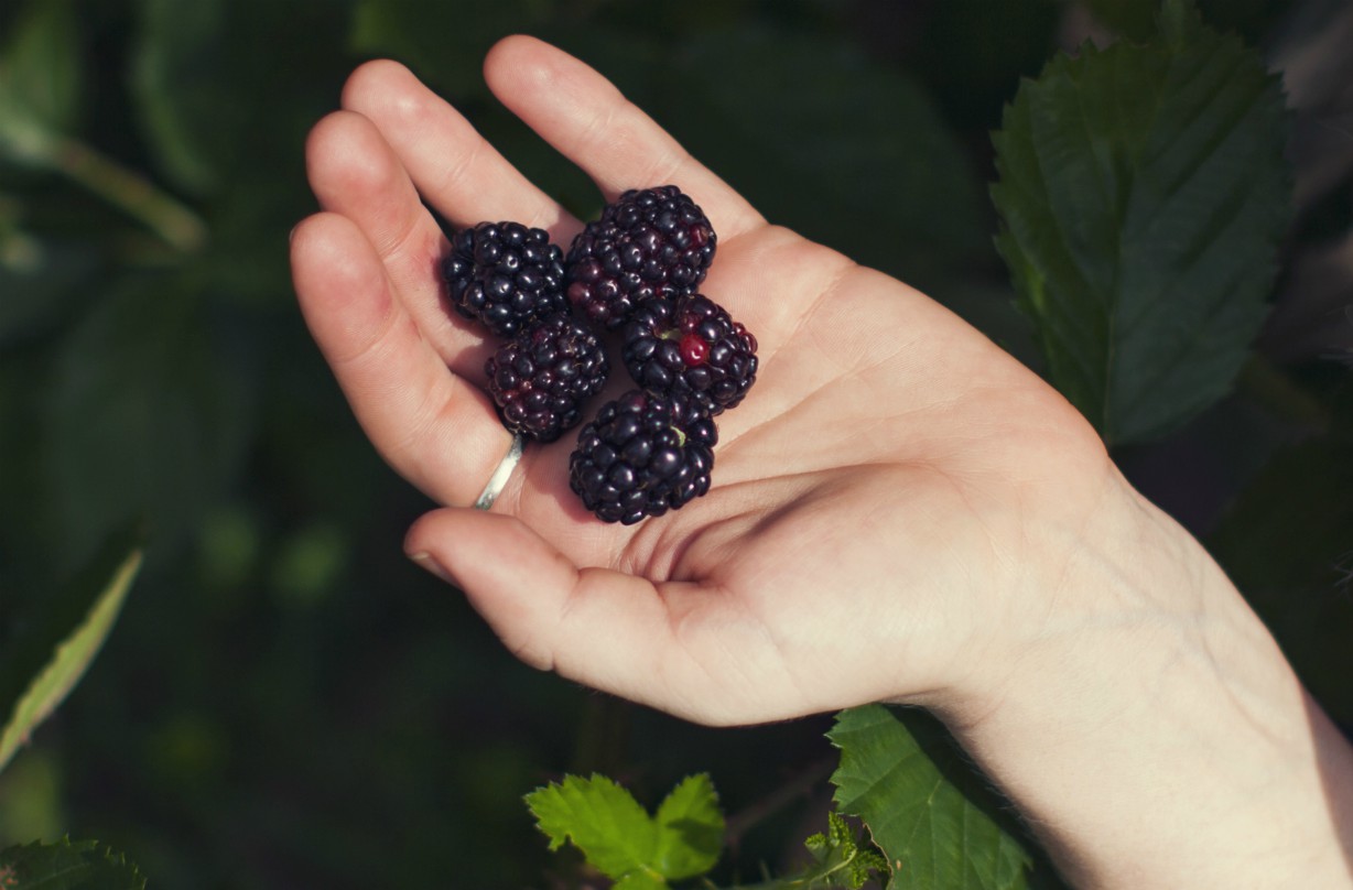 Blackberry Picking Our guide to the best places in the UK