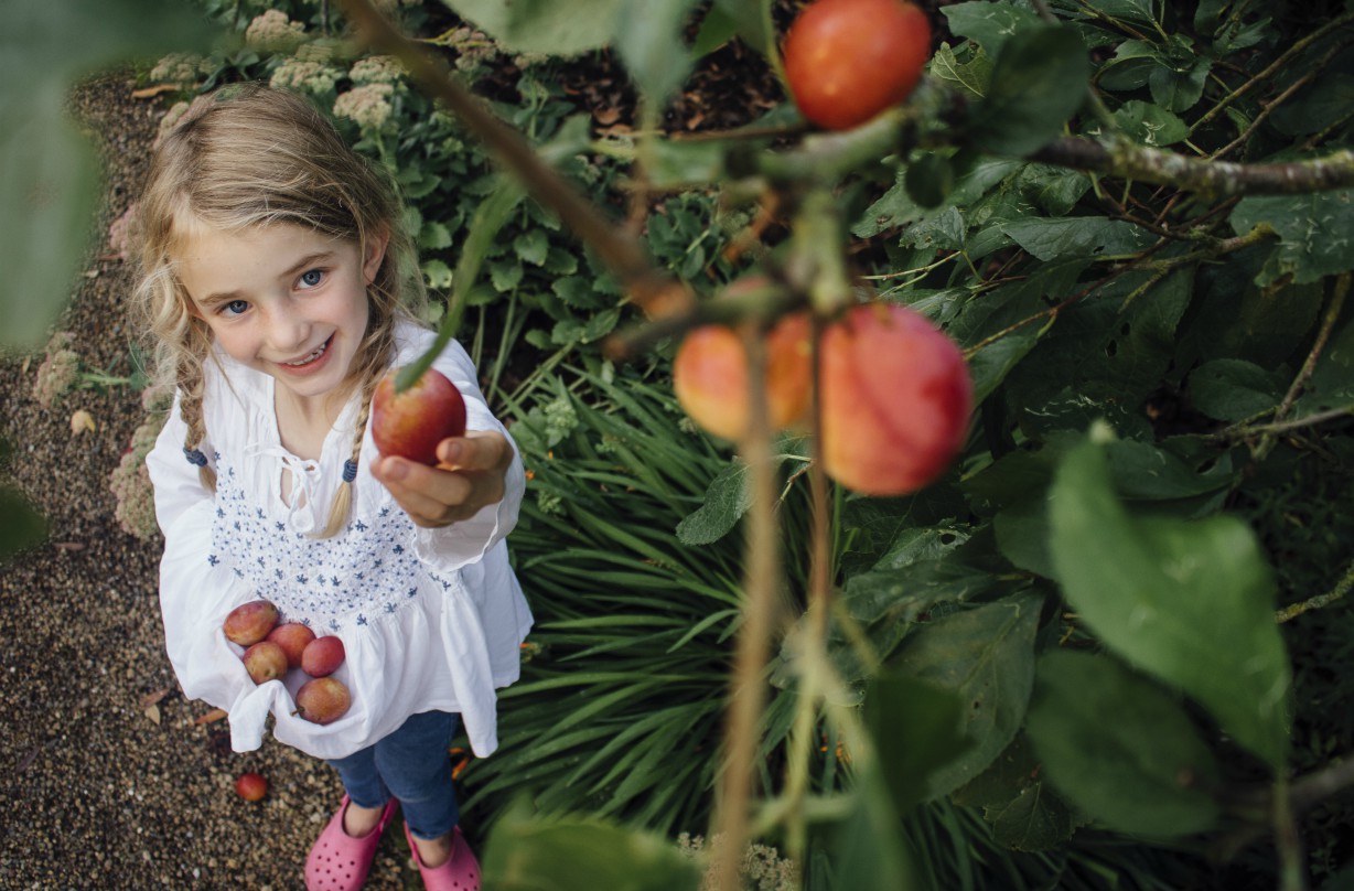 Plum picking Our guide to the best places in the UK