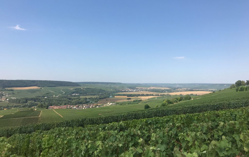 aldi champagne philizot vines