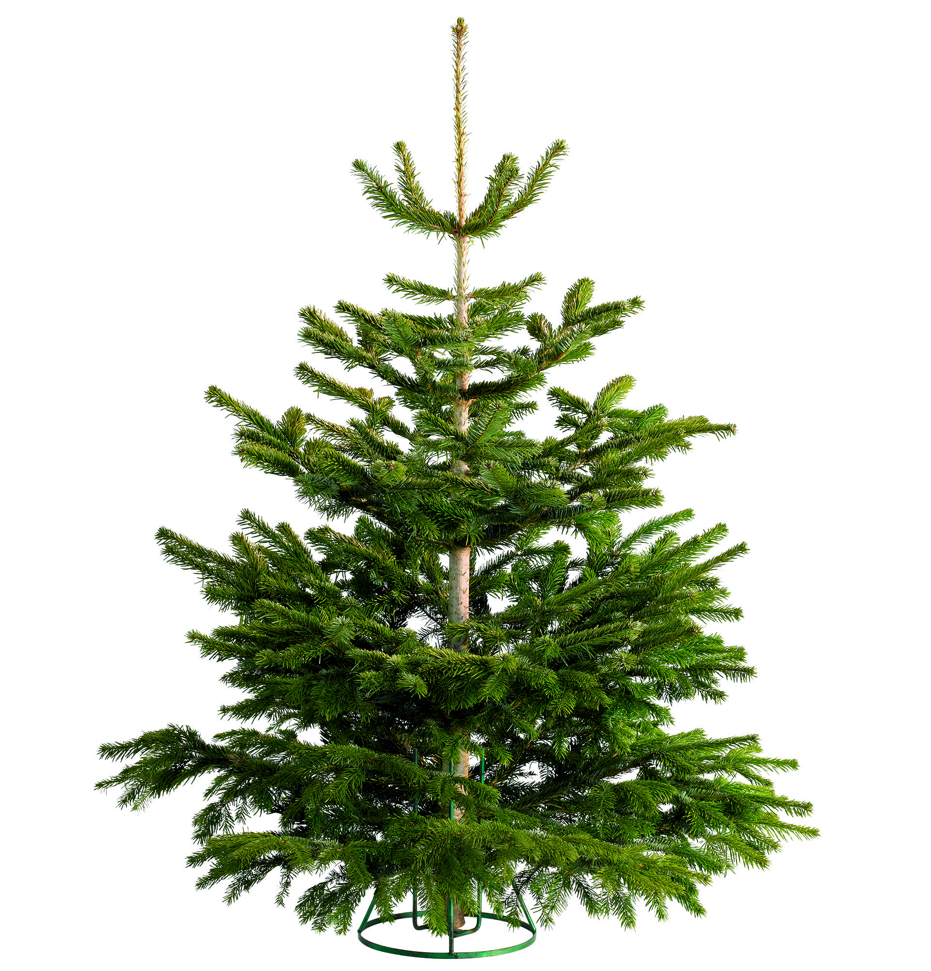 lidl christmas trees