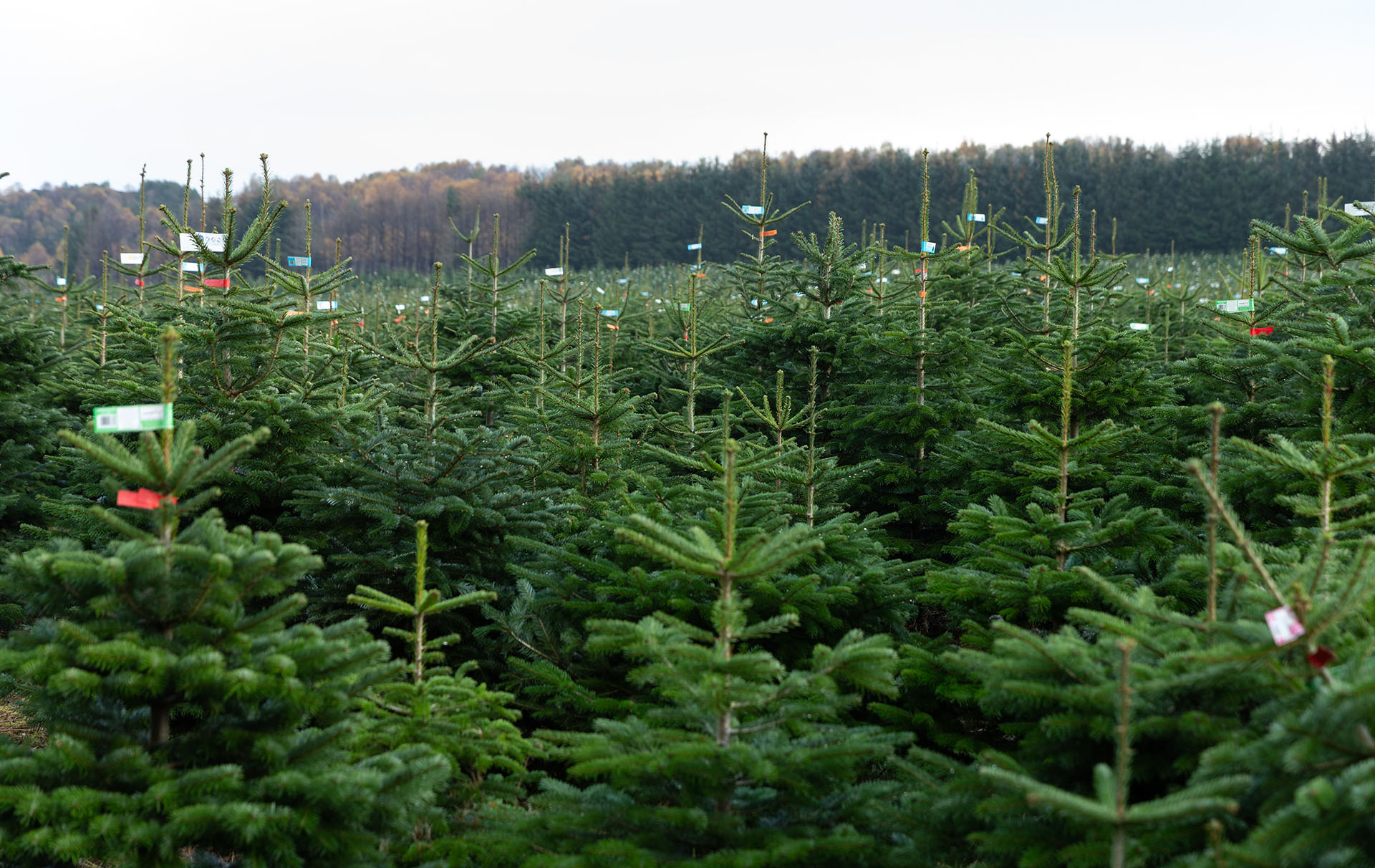 lidl christmas trees