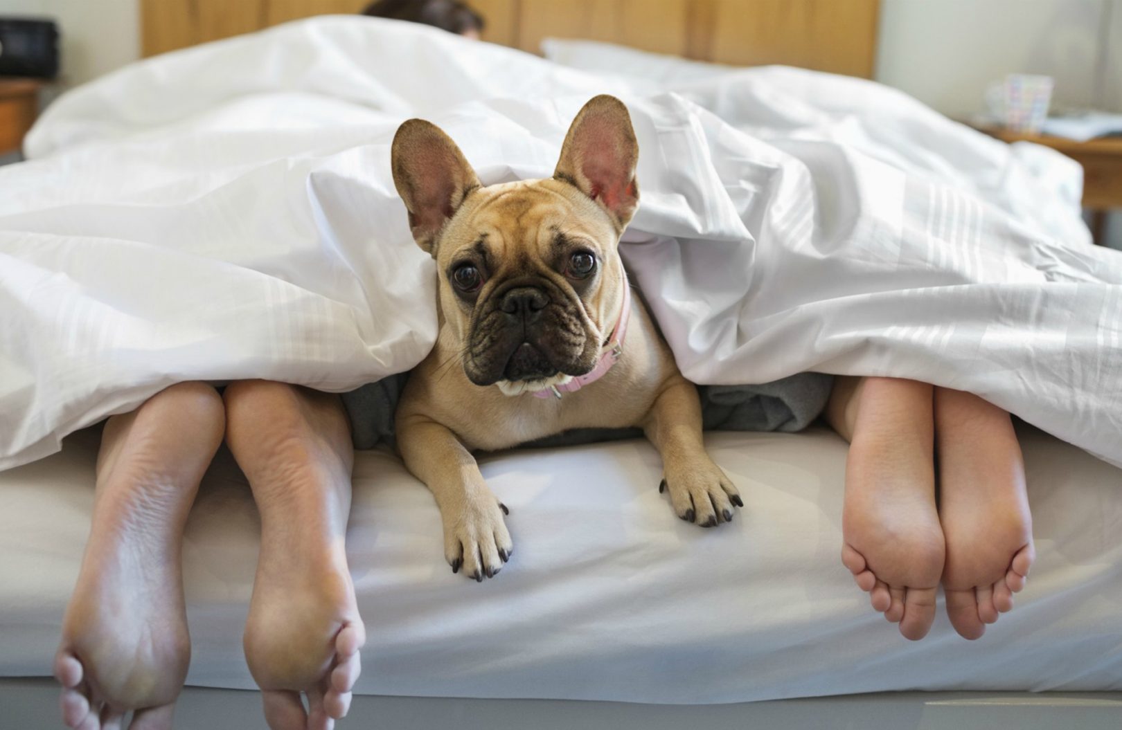 Letting your dog sleep on your bed could help you get a better nights rest