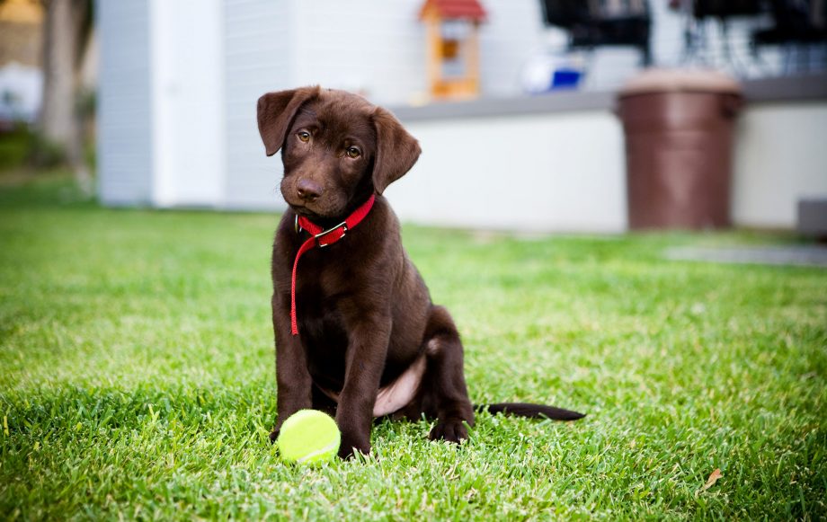 britain's favourite dog breeds top ten