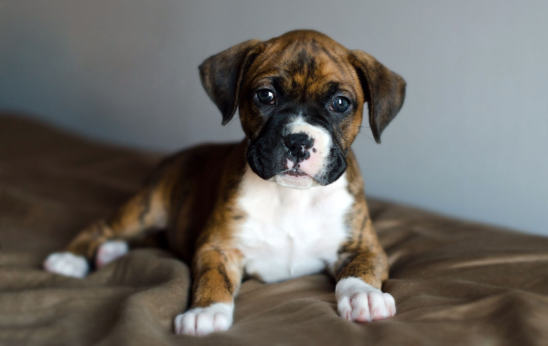 britain's favourite dog breeds top ten