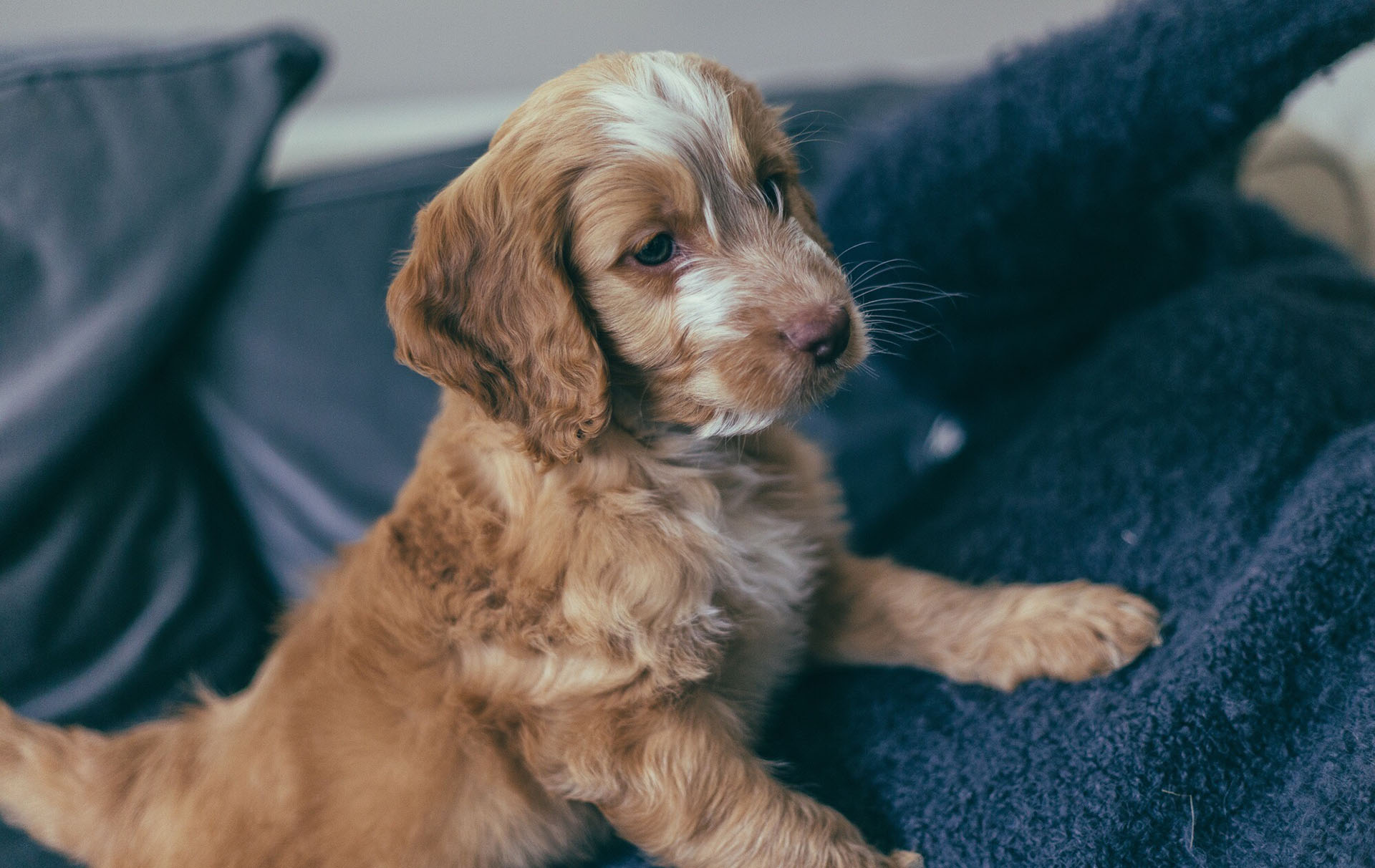 britain's favourite dog breeds top ten