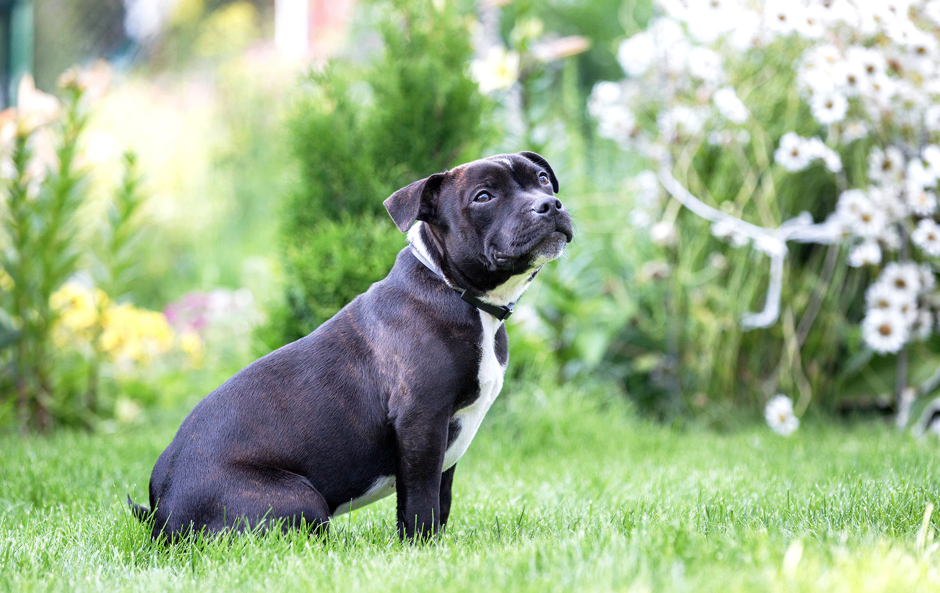 britain's favourite dog breeds top ten