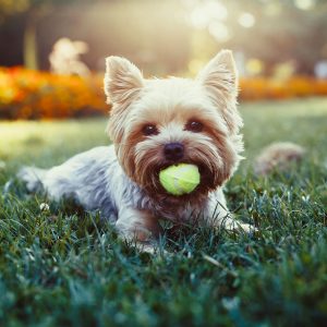 dream meanings: dreaming of your dog