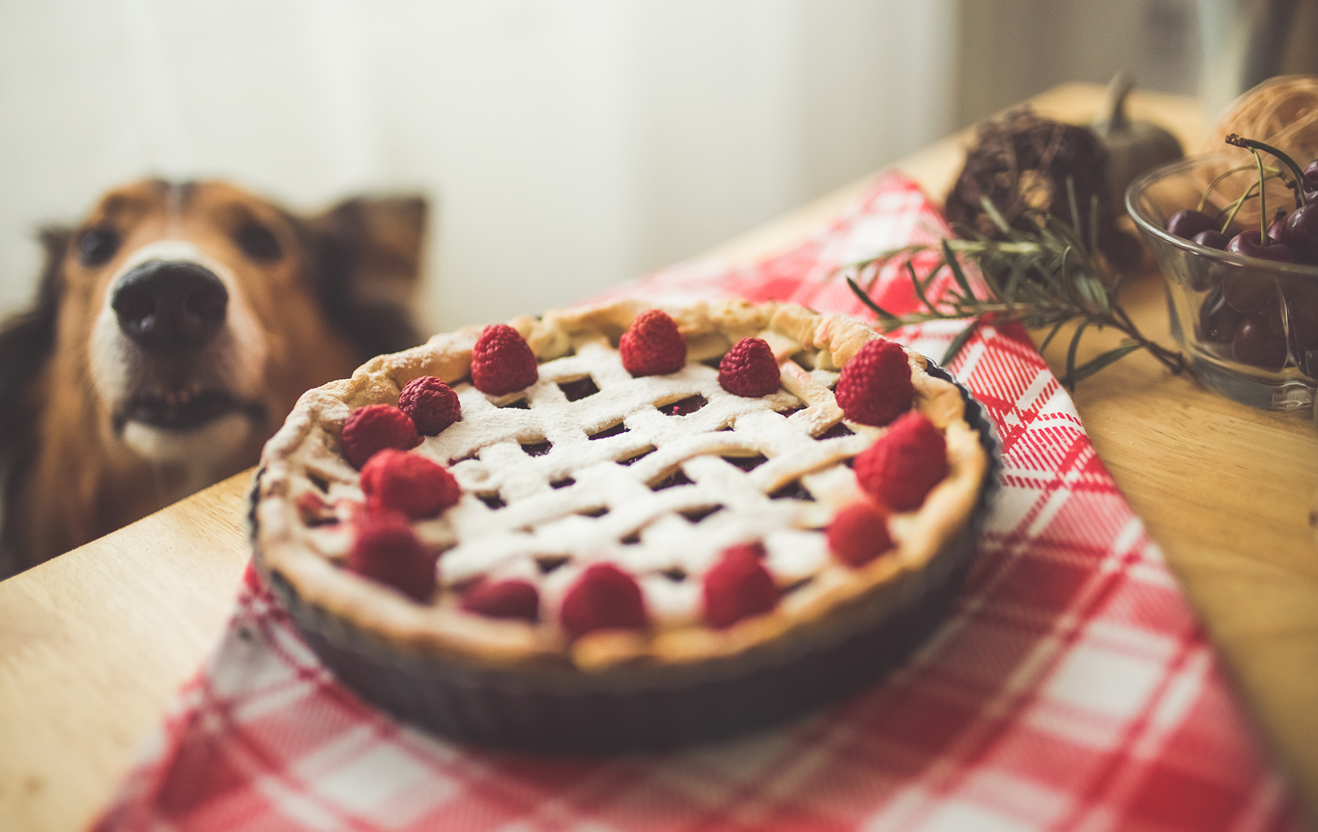 dog owner warning hot cross buns