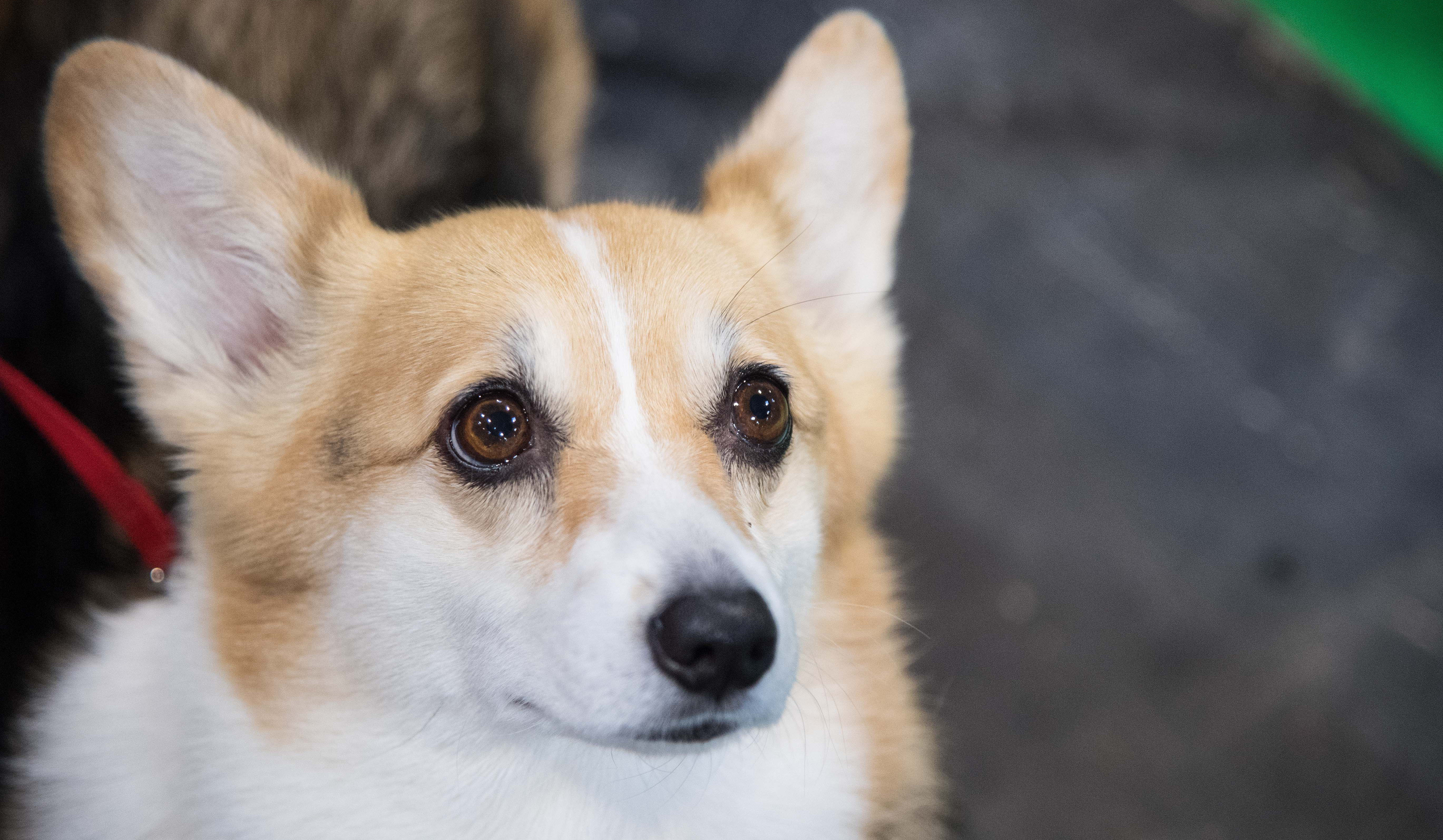 Corgi